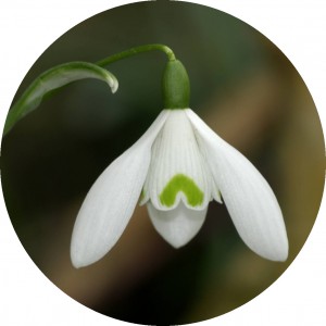 snowdrop large