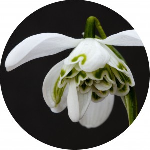 snowdrop2
