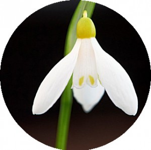 snowdrop3