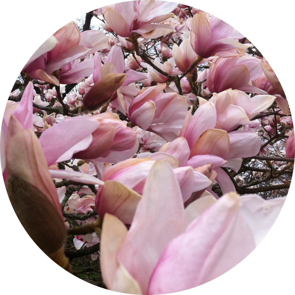 magnol