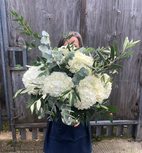 Hydrangea only