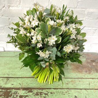 paperwhite narcissi