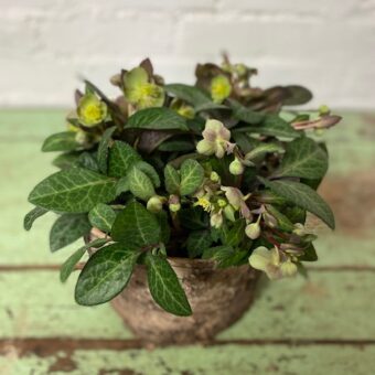 hellebores